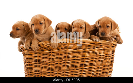 Five Fox Red Labrador puppies in a large basket Stock Photo