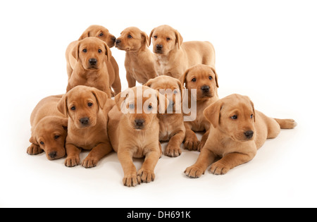 A litter of Ten Fox Red Labrador puppies Stock Photo