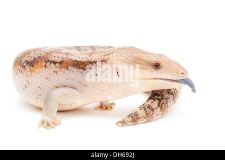 Blue tongued skink isolated in front of white background.