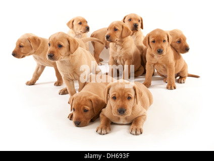 Ten Labrador puppies Stock Photo