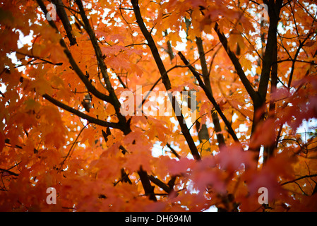 MID-ATLANTIC REGION, United States — A beautiful display of orange and brown maple leaves on the trees in the mid-Atlantic region during the fall season. The vibrant autumn colors are characteristic of the deciduous forests in this part of the United States. This scene captures the essence of fall with its natural hues and seasonal changes. Stock Photo