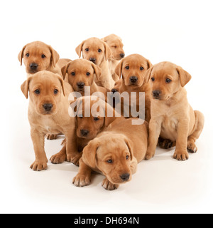 Ten Labrador puppies Stock Photo