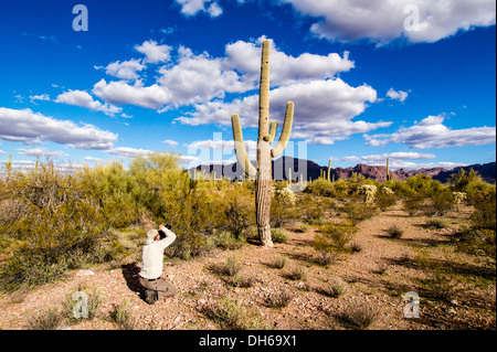 A man photographs a scarred saguaro cactus in a typical Sonoran Desert landscape. Stock Photo