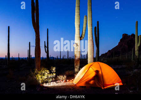 A man silhouetted inside lighted tent at twilight in Organ Pipe Cactus National Monument, Arizona USA. Saguaro cactus in background. Stock Photo