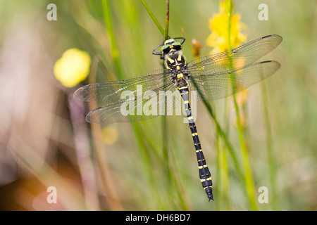 Golden-ringed Dragonfly - Cordulegaster boltonii, Male Stock Photo