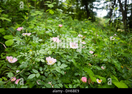 Wild Rose Bush Stock Photo