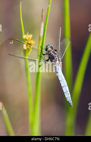 Keeled Skimmer - Orthetrum coerulescens, Male Stock Photo