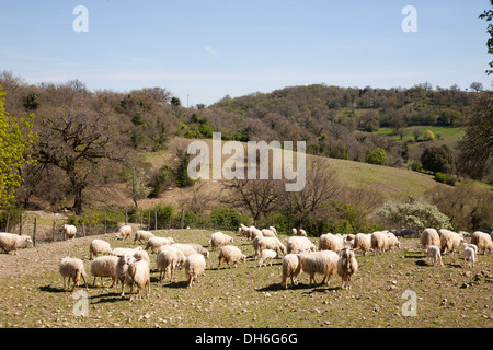 flock, sheep, scansano, grosseto province, maremma, tuscany, italy, europe Stock Photo