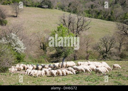 flock, sheep, scansano, grosseto province, maremma, tuscany, italy, europe Stock Photo