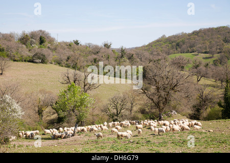 flock, sheep, scansano, grosseto province, maremma, tuscany, italy, europe Stock Photo