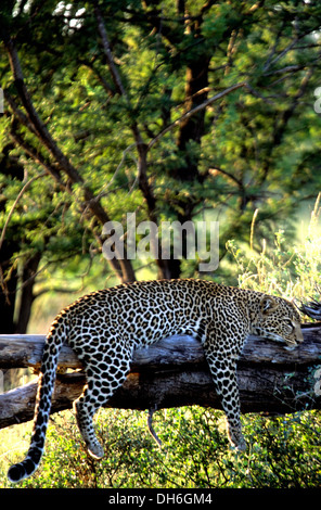 Leopard lying on a large tree branch with its prey in Botswana Stock ...