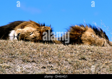 Male lions sleeping on mound in Ngorongoro Crater, Tanzania, Africa Stock Photo