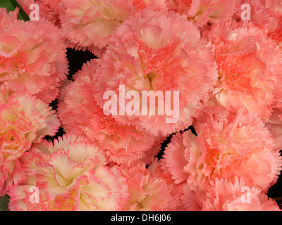 Display of artificial pink Carnation flowers, Gates Garden Centre Stock Photo