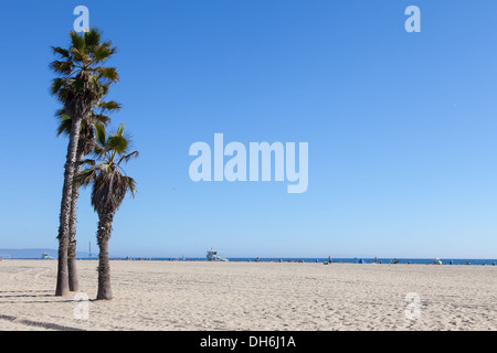 Palms on Santa Monica Beach - Los Angeles - during a sunny day with a perfect blue sky Stock Photo