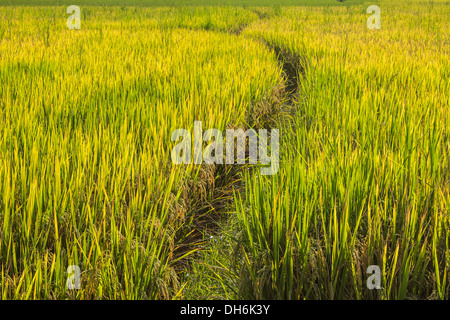 High Resolution Rice Field, Paddy Field HD wallpaper | Pxfuel