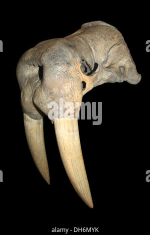 Skull of walrus (Odobenus rosmarus), Manitoba Museum, Winnipeg, Manitoba,  Canada Stock Photo - Alamy