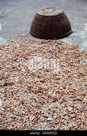 freshly caught shrimps drying on a pavement next to the beach between colva and benaulim goa india Stock Photo