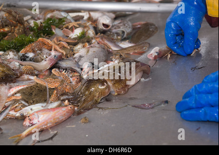 Squids, sea stars and other fishes are just retrieved from a trawl and spread on the boat stern Stock Photo