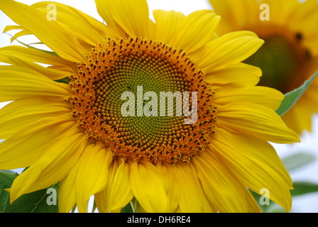 Two sunflowers close-up Stock Photo