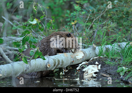 An adult beaver chewing on a poplar tree Stock Photo