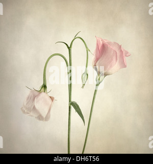 Two pink Eustoma with texture overlay Stock Photo