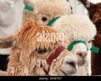 Alpaca (Vicugna pacos) at a country fair in Devon. The popularity of the animal in the UK has risen dramatically in recent years Stock Photo