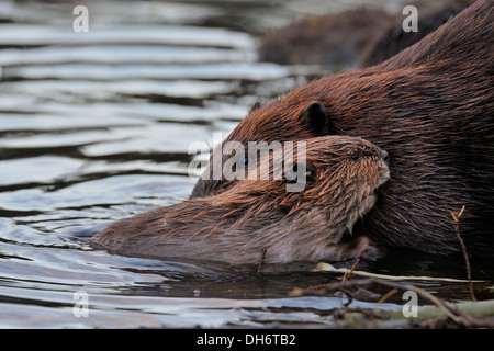 A close up of a baby beaver as he nuzzles close to his mother Stock Photo