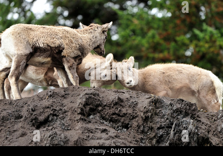 Bighorn sheep kids butting heads Stock Photo