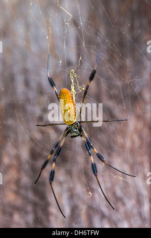 Golden Silk Orb-Weaver or Banana spider on web. Newberry, Florida USA Stock Photo