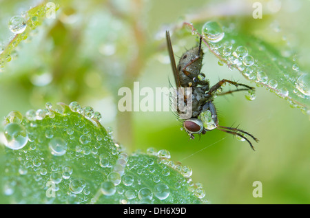 fly on the leaf full of dew drops-macro photography Stock Photo