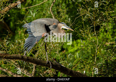 Grey great heron (Ardea herodias) in autumn Stock Photo