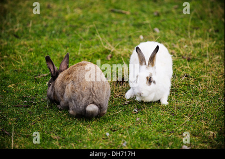 Colorful Easter bunnies on green meadow Stock Photo