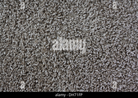 gray carpeting in close-up can be used as a background Stock Photo