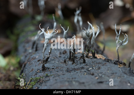 Miniature tiny Candle Snuff candlestick Fungus fruit bodies amongst creeping leaves branches shoots of moss Stock Photo