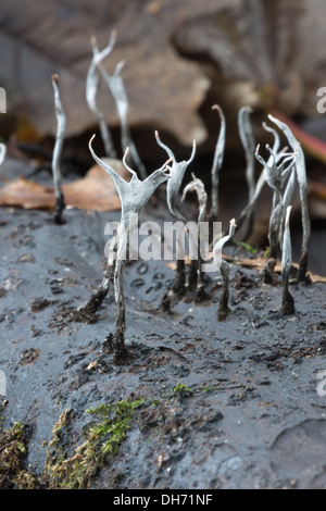 Miniature tiny Candle Snuff candlestick Fungus fruit bodies amongst creeping leaves branches shoots of moss Stock Photo