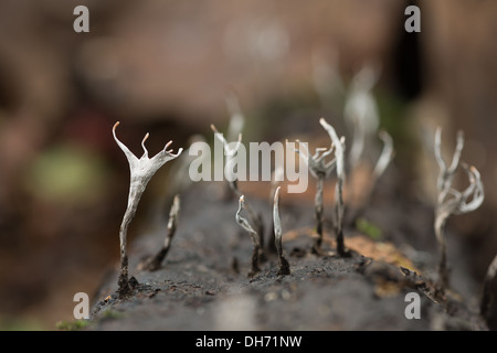 Miniature tiny Candle Snuff candlestick Fungus fruit bodies amongst creeping leaves branches shoots of moss Stock Photo