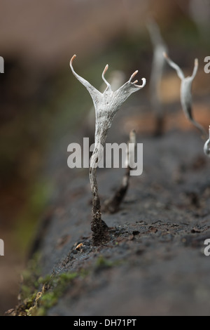 Miniature tiny Candle Snuff candlestick Fungus fruit bodies amongst creeping leaves branches shoots of moss Stock Photo