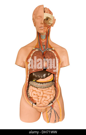 Anatomical model of the Internal organs of the human body used in university and college for training student doctors Stock Photo