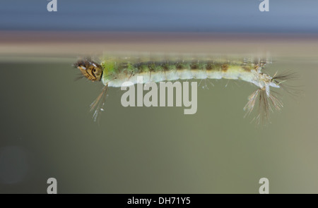 anopheline mosquito larvae underwater. Taken in a photographic aquarium ...