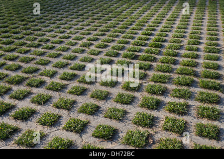 Permeable grass pavers at the Washington Park Arboretum - Seattle, King County, Washington, USA Stock Photo