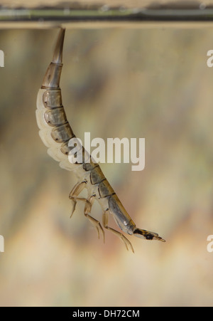 Acilius sulcatus lesser diving beetle larva. Taken in a photographic aquarium and returned to the wild unharmed Stock Photo