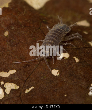 Water hog louse crawling over leaf underwater.  Taken in Photographic aquarium and then released unharmed. Stock Photo