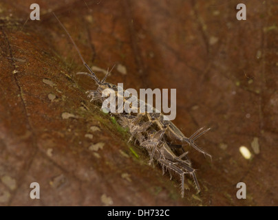 Water hog louse crawling over leaf underwater.  Taken in Photographic aquarium and then released unharmed. Stock Photo