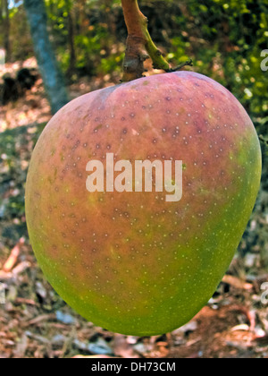 Alphonso mangoes, Mangifera indica L. hanging on a tree, Ratnagiri, Maharashtra, India Stock Photo