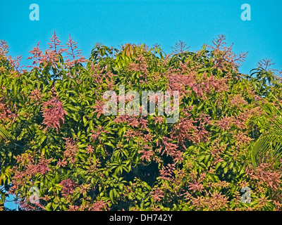 https://l450v.alamy.com/450v/dh742y/mango-tree-in-bloom-with-mango-flowers-appear-in-spring-to-summer-dh742y.jpg