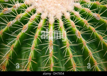 Closeup of globe shaped cactus with long thorns Stock Photo