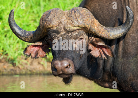 Cape Buffalo, African Cap Buffalo, Buffalo, Big 5, African wildlife, Wildlife, wild, animals, animal, Africa, horn Stock Photo