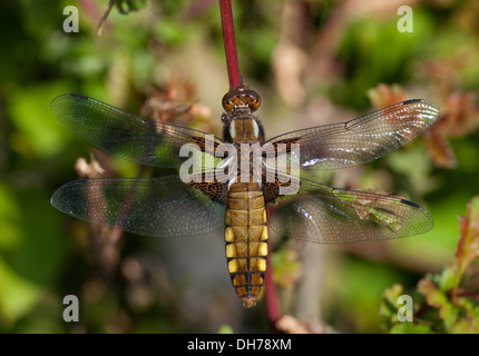 A female broad bodied chaser dragonfly Stock Photo