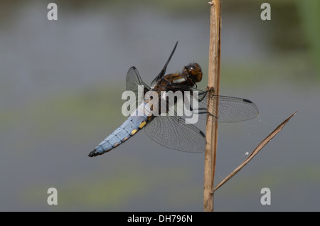A male broad bodied chaser dragonfly Stock Photo