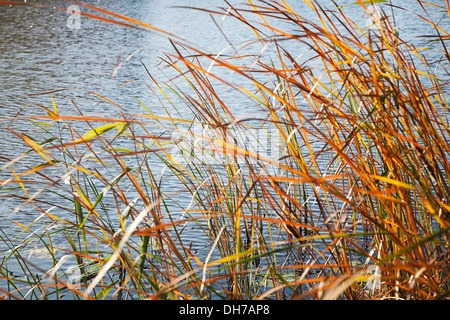 Leaves of Lesser Bulrush (Typha angustifolia) in autumn colours Stock Photo